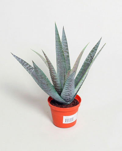5846 Baby Aloe 27cm